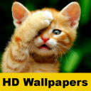 Papéis de parede do gato Icon