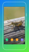 Grasshopper Wallpaper screenshot 10